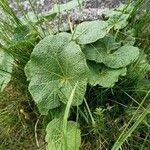 Alcea biennis habit picture by Petr Smetana (cc-by-sa)