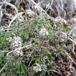 Hornungia petraea habit picture by Lionel F (cc-by-sa)