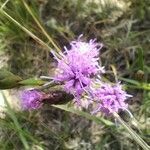 Liatris cylindracea flower picture by Jake Gaster (cc-by-sa)