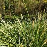 Carex paniculata leaf picture by jf Bara (cc-by-sa)