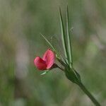 Lathyrus cicera flower picture by claire Felloni (cc-by-sa)