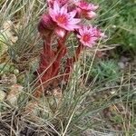 Sempervivum arachnoideum habit picture by Nathalie Potel (cc-by-sa)