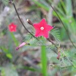 Ipomoea quamoclit flower picture by Antonio Carlos Brasileiro (cc-by-sa)