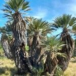 Trithrinax campestris habit picture by Trap Hers (cc-by-sa)