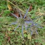 Eryngium amethystinum flower picture by Castle Castle (cc-by-sa)