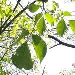 Tabebuia roseoalba leaf picture by Makoto Makoto (cc-by-sa)