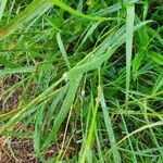 Eragrostis superba leaf picture by susan brown (cc-by-sa)