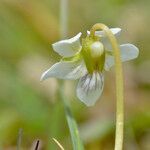 Viola macloskeyi flower picture by norbert verneau (cc-by-sa)