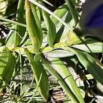 Gentiana pneumonanthe leaf picture by Chris Georges (cc-by-sa)