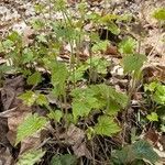 Tiarella cordifolia leaf picture by Ed Lehming (cc-by-sa)