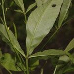 Cleome serrata leaf picture by Nelson Zamora Villalobos (cc-by-nc)