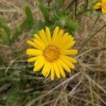 Grindelia integrifolia flower picture by Ackerley Tng (cc-by-sa)