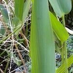 Pontederia cordata leaf picture by Trap Hers (cc-by-sa)