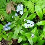 Myosotis latifolia flower picture by Sergio Walking Tours (cc-by-sa)