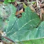 Cnidoscolus albomaculatus leaf picture by Trap Hers (cc-by-sa)