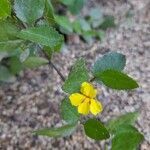 Goodenia ovata flower picture by Ball Darren (cc-by-sa)