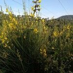 Genista cinerea flower picture by pujol joyce (cc-by-sa)