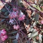 Eucalyptus sideroxylon flower picture by Nick Hodgers (cc-by-sa)