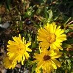 Grindelia hirsutula flower picture by Isabella Marie (cc-by-sa)