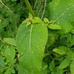 Carduus personata leaf picture by Pierre Semal (cc-by-sa)