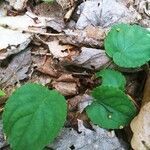 Viola rotundifolia leaf picture by Nikky Walk (cc-by-sa)