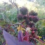 Ricinus communis fruit picture by martins patricia (cc-by-sa)