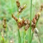 Juncus dichotomus flower picture by Trap Hers (cc-by-sa)