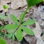 Galium triflorum leaf picture by Brandon Bautista (cc-by-sa)