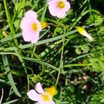 Oxalis caprina flower picture by Maarten Vanhove (cc-by-sa)