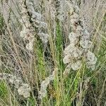 Solidago chilensis fruit picture by Trap Hers (cc-by-sa)