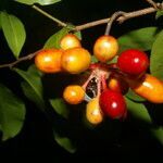 Desmopsis bibracteata fruit picture by Nelson Zamora Villalobos (cc-by-nc)