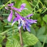 Vicia tenuifolia flower picture by Philippe Weber (cc-by-sa)