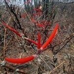 Erythrina flabelliformis flower picture by Ramos hugo (cc-by-sa)