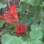 Bauhinia galpinii flower picture by Herwig Mees (cc-by-sa)