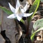 Erythronium albidum flower picture by Wendy Rogers (cc-by-sa)