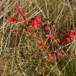 Crocosmia paniculata flower picture by David Hocken (cc-by-sa)