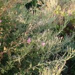 Epilobium parviflorum habit picture by Sylvain Piry (cc-by-sa)