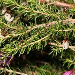 Erica cinerea leaf picture by Umberto Ferrando (cc-by-sa)