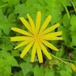 Aposeris foetida flower picture by V Husar (cc-by-sa)