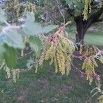 Quercus pubescens flower picture by Quiroga Belen (cc-by-sa)