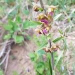 Epipactis atrorubens flower picture by Theophile Pozet (cc-by-sa)