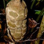 Zamia fairchildiana fruit picture by Nelson Zamora Villalobos (cc-by-nc)