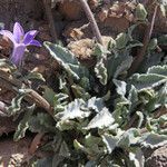 Campanula celsii habit picture by dimitris log (cc-by-sa)