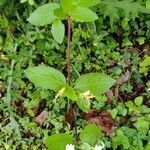 Lonicera japonica habit picture by Jean-René Girardeau (cc-by-sa)