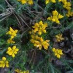 Genista hispanica flower picture by Patrick Nard (cc-by-sa)