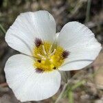 Calochortus leichtlinii flower picture by Philippe Lopez (cc-by-sa)