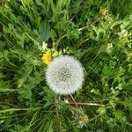 Taraxacum officinale leaf picture by Ida-Caroline Hurtig (cc-by-sa)