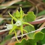 Cynanchum hastifolium flower picture by susan brown (cc-by-sa)