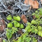 Cardiospermum halicacabum habit picture by Christian Kotara (cc-by-sa)