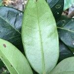 Eugenia noumeensis leaf picture by helene caze (cc-by-sa)